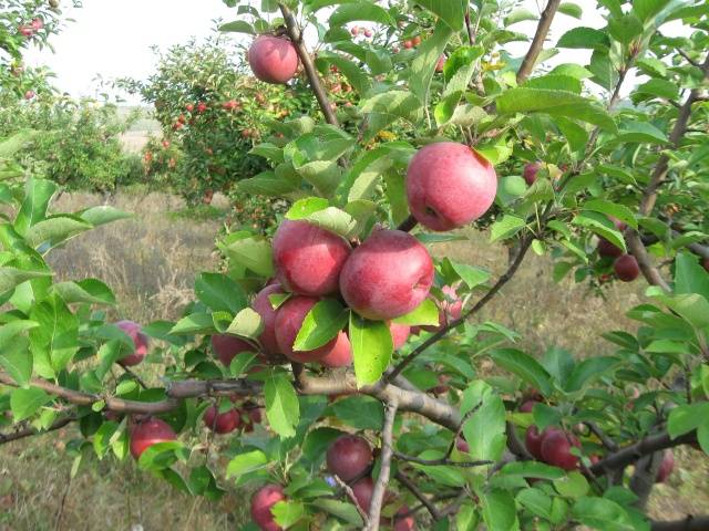 Apple variety Spartan: photo and description of the variety