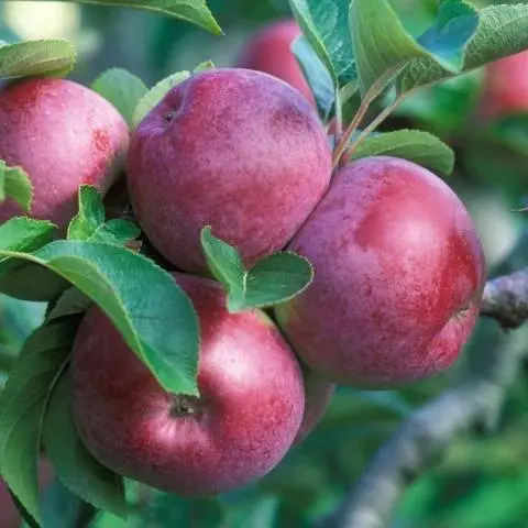 Apple variety Spartan: photo and description of the variety