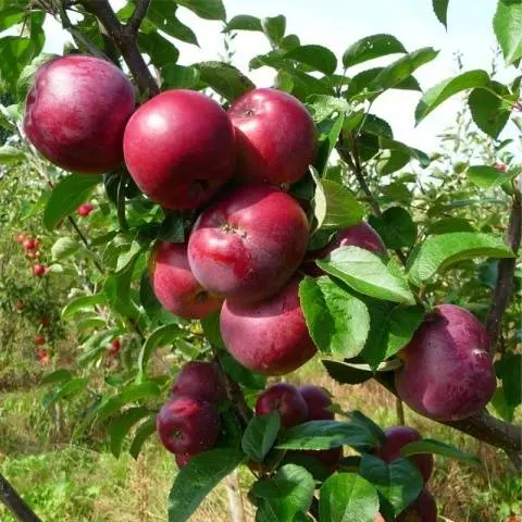 Apple variety Spartan: photo and description of the variety