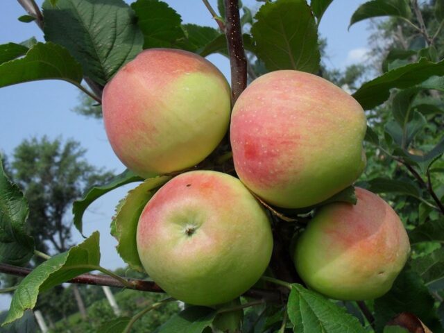 Apple variety Stroevskoe: description, photo, reviews