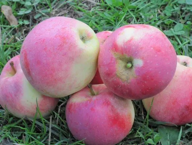 Apple variety Stroevskoe: description, photo, reviews