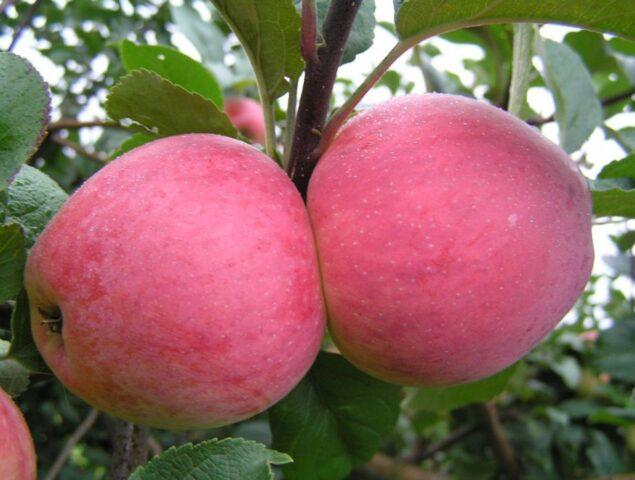 Apple variety Stroevskoe: description, photo, reviews