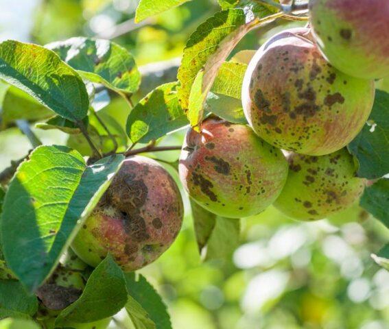 Apple variety Sunshine: photo and description, reviews