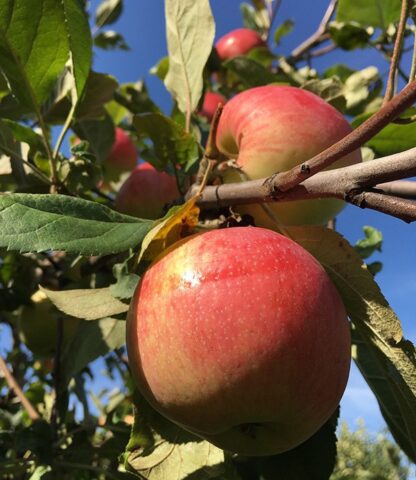 Apple variety Sunshine: photo and description, reviews