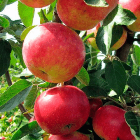 Apple variety Sunshine: photo and description, reviews