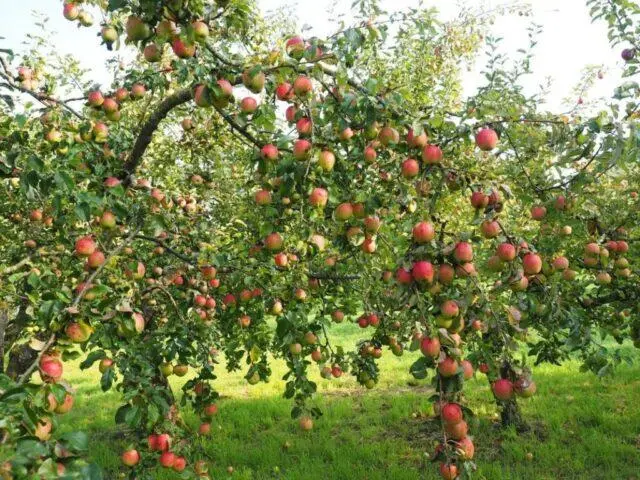 Apple variety Uralets: photo and description