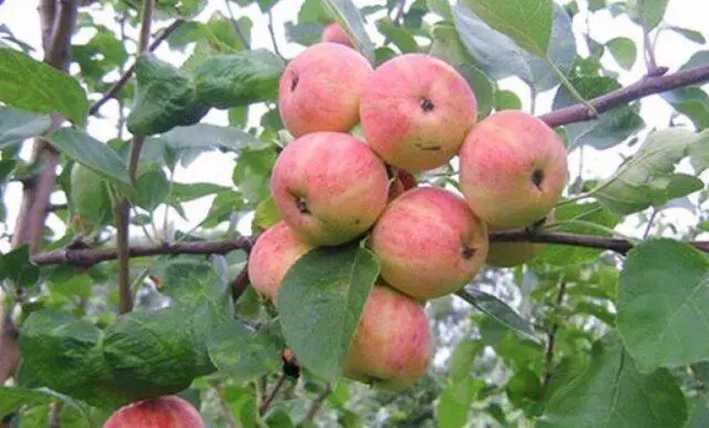 Apple variety Uralets: photo and description