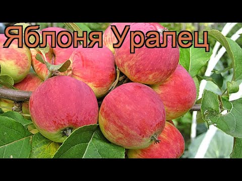 Apple variety Uralets: photo and description