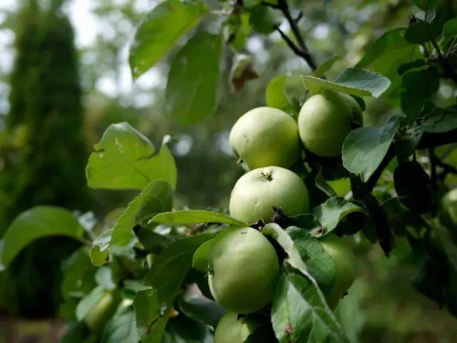 Apple variety Venyaminovskoe: photo and description, reviews