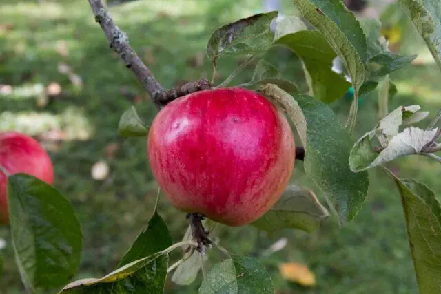 Apple variety Venyaminovskoe: photo and description, reviews