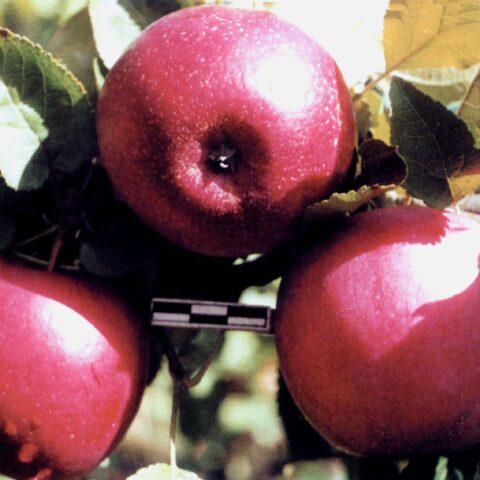 Apple variety Venyaminovskoe: photo and description, reviews