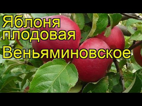 Apple variety Venyaminovskoe: photo and description, reviews