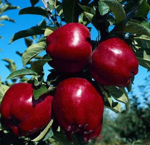 Apples Red Chief: photo and description of the variety, reviews, taste, calorie content