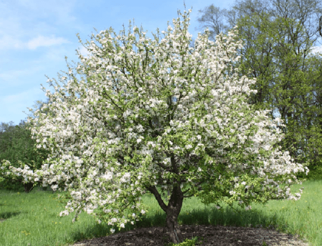 Apples Red Chief: photo and description of the variety, reviews, taste, calorie content