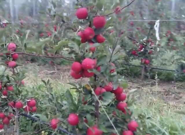 Apples Red Chief: photo and description of the variety, reviews, taste, calorie content