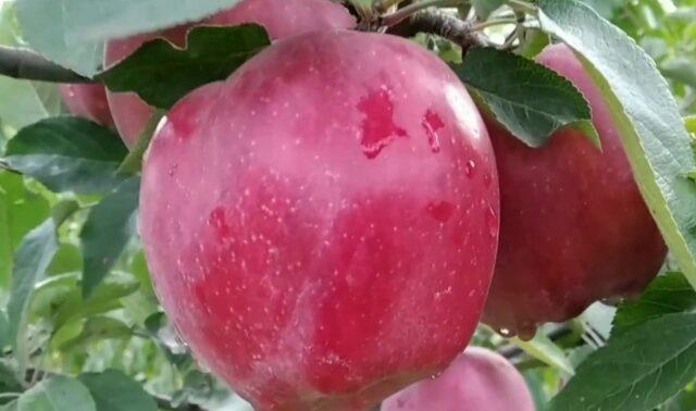 Apples Red Chief: photo and description of the variety, reviews, taste, calorie content