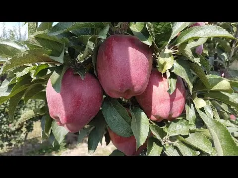 Apples Red Chief: photo and description of the variety, reviews, taste, calorie content