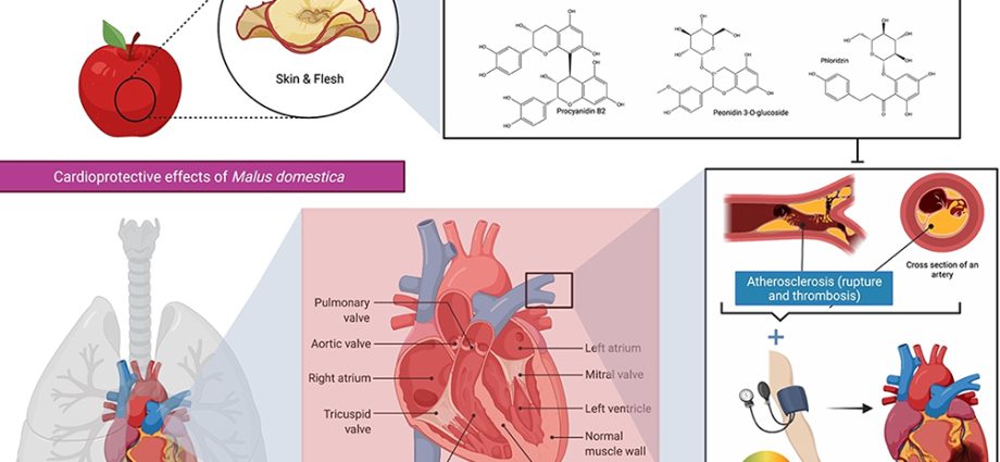 Apples reduce the risk of atherosclerosis