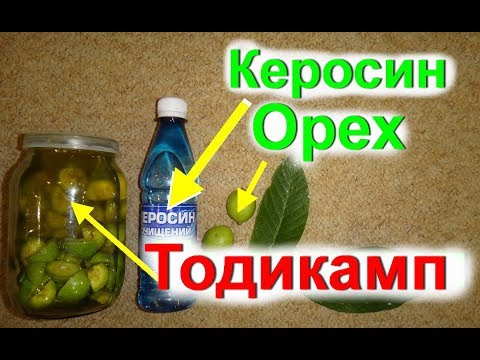 Application of green walnut tincture on vodka, alcohol, kerosene