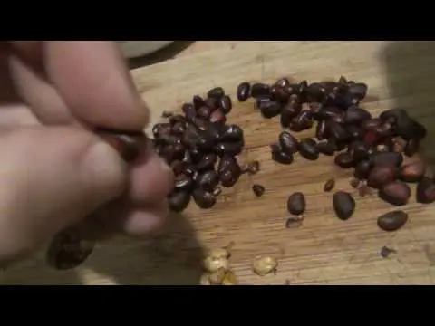 Application of pine nut shell tincture on vodka, alcohol