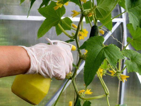 Application of potassium humate for cucumbers: in the greenhouse and open ground