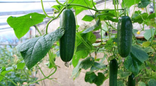 Application of potassium humate for cucumbers: in the greenhouse and open ground