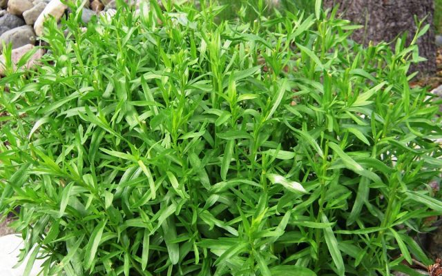 Application of the herb Tarragon