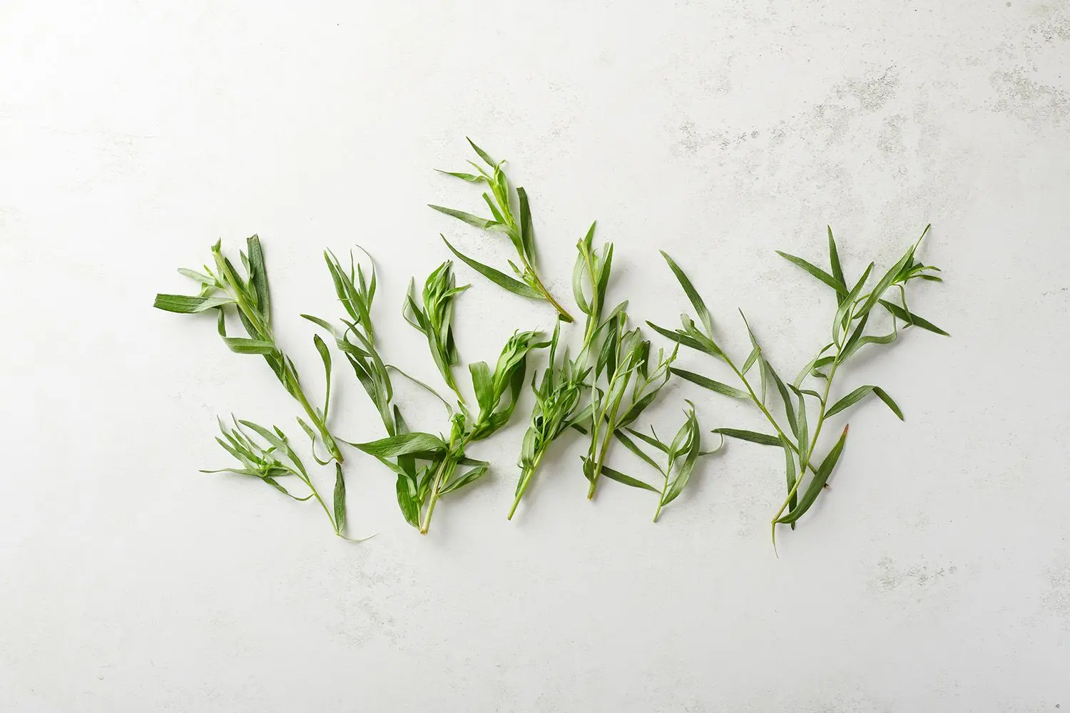 Application of the herb Tarragon