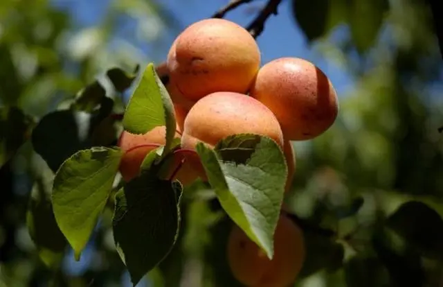 Apricot Alyosha