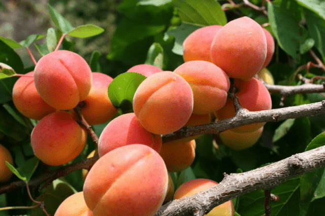 Apricot Aquarius