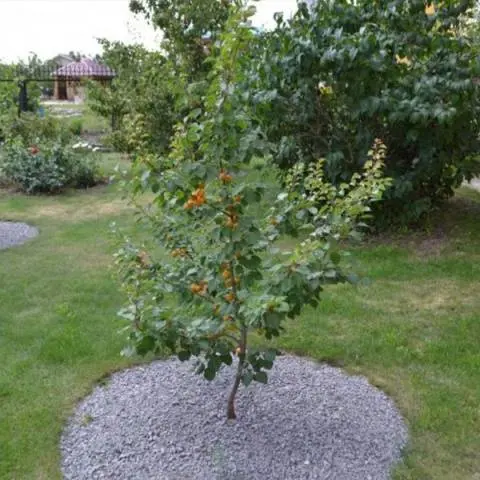 Apricot Aquarius