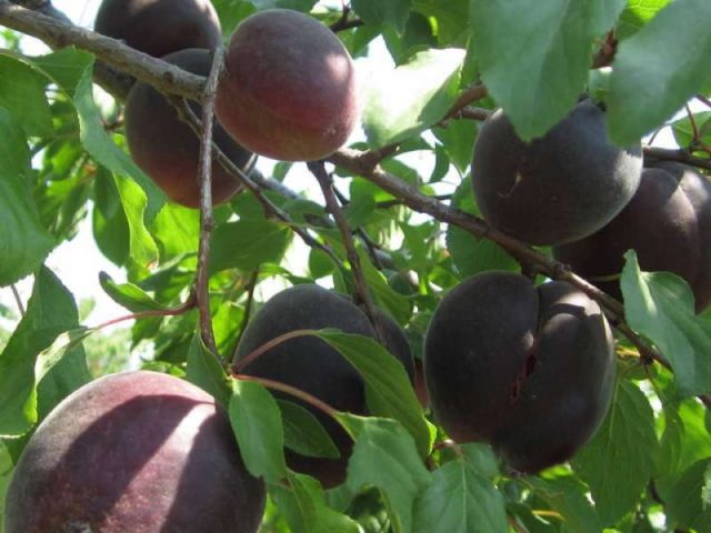 Apricot Black Prince: description, photo, planting and care