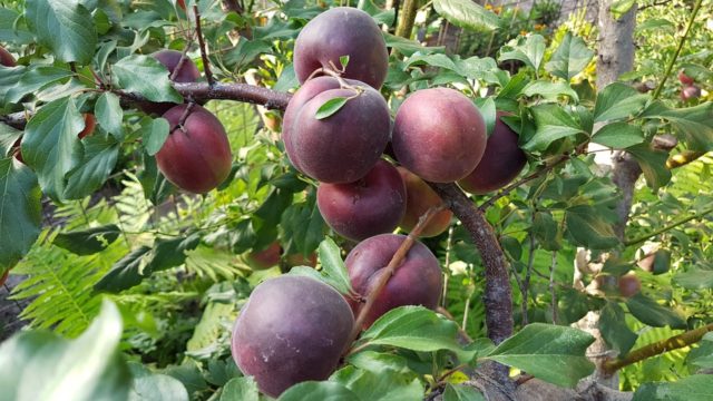 Apricot Black Prince: description, photo, planting and care