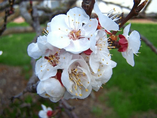 Apricot Black Velvet