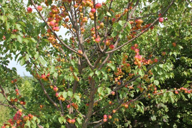 Apricot Champion of the North: description, photo, characteristics, reviews of gardeners