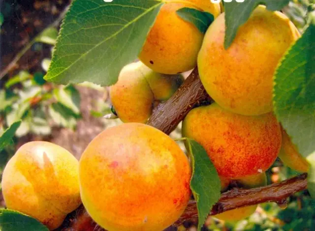 Apricot Champion of the North: description, photo, characteristics, reviews of gardeners