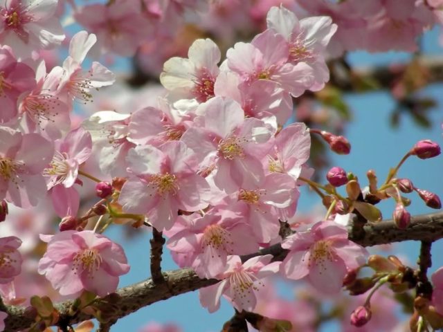 Apricot Champion of the North: description, photo, characteristics, reviews of gardeners