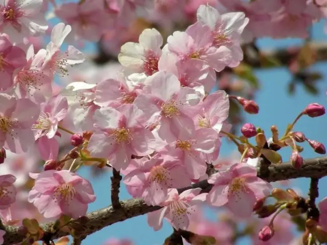 Apricot Champion of the North: description, photo, characteristics, reviews of gardeners