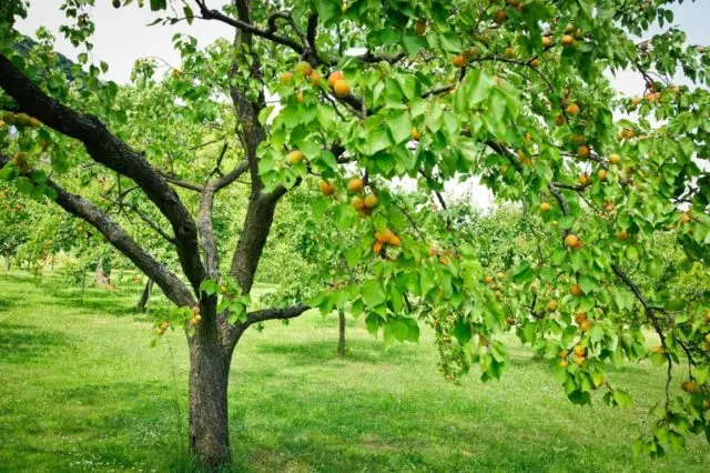 Apricot Champion of the North: description, photo, characteristics, reviews of gardeners