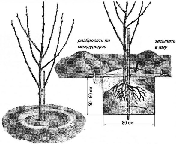 Apricot Champion of the North: description, photo, characteristics, reviews of gardeners