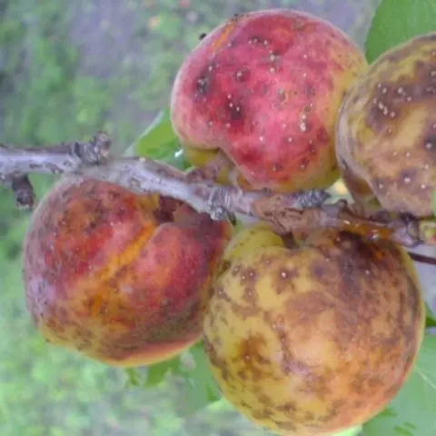 Apricot Champion of the North: description, photo, characteristics, reviews of gardeners