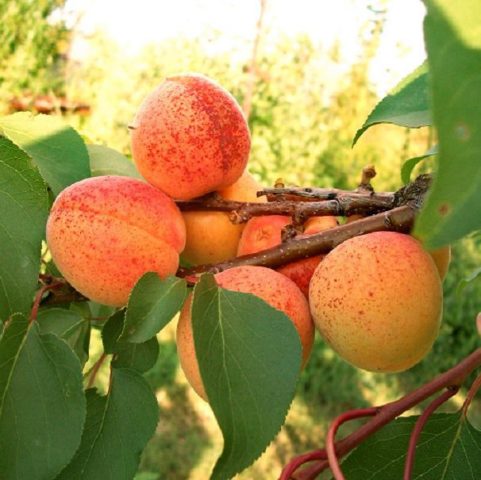 Apricot Compote: photo description