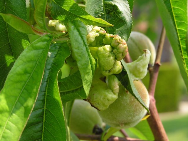 Apricot Delight early: description, photo