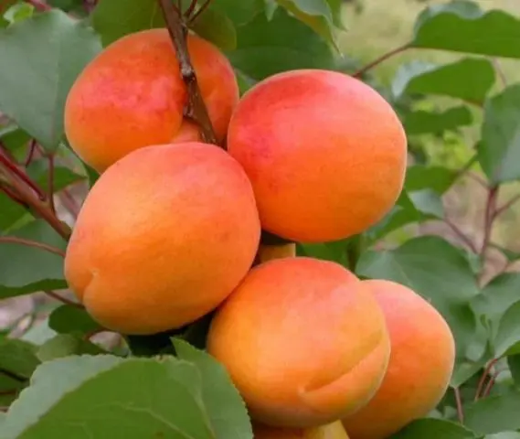 Apricot Dessert Golubeva: description, photo, ripening time