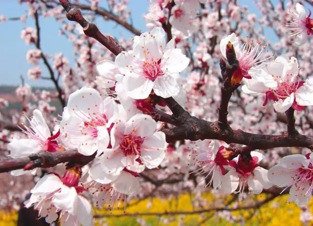 Apricot Dessert Golubeva: description, photo, ripening time