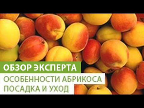 Apricot Dessert Golubeva: description, photo, ripening time