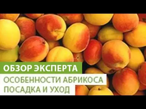 Apricot Dessert Golubeva: description, photo, ripening time