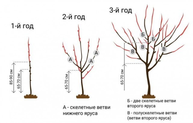 Apricot Dessert Golubeva: description, photo, ripening time