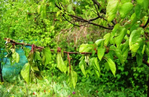 Apricot diseases and methods of prevention and control