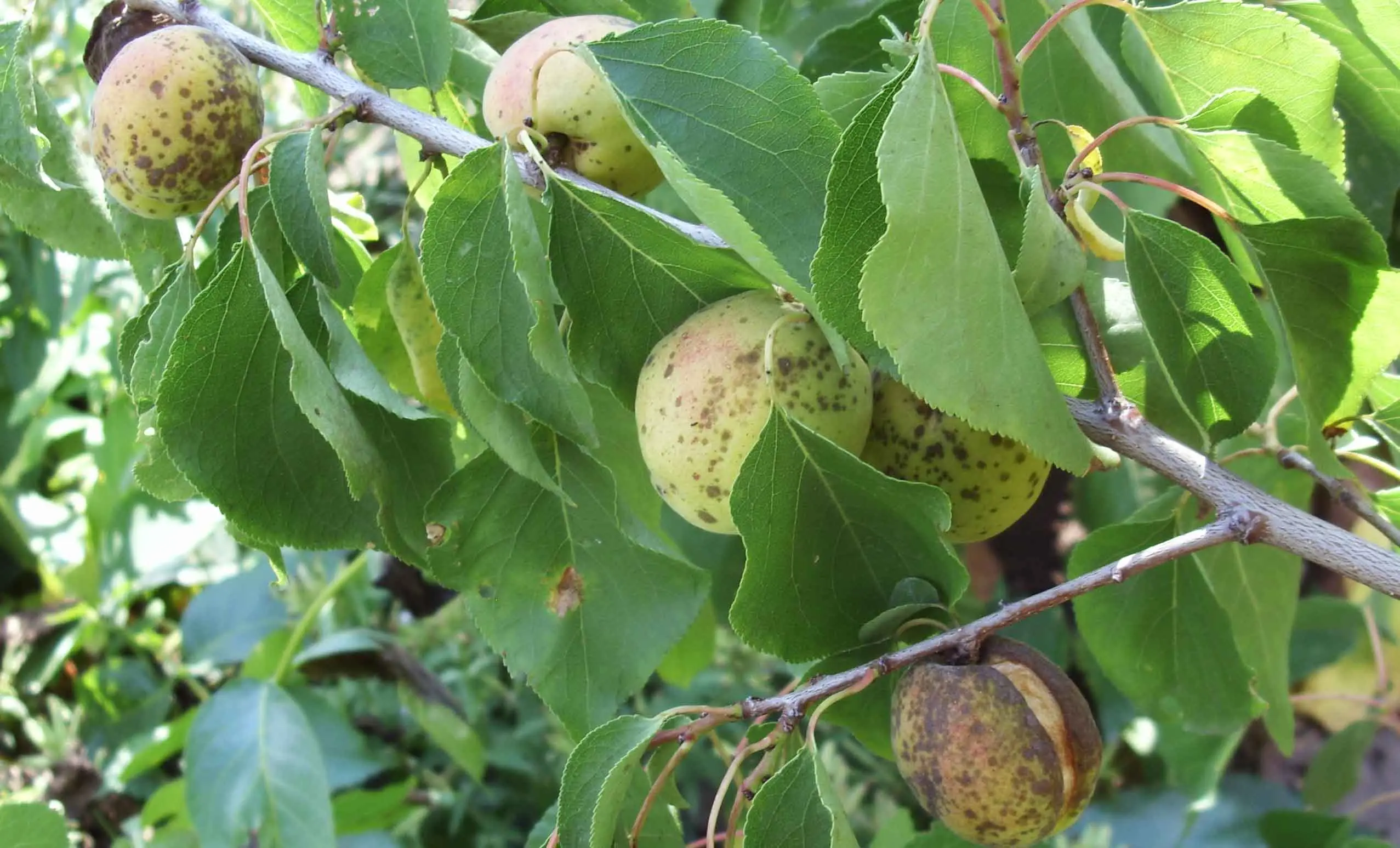 Apricot diseases and methods of prevention and control